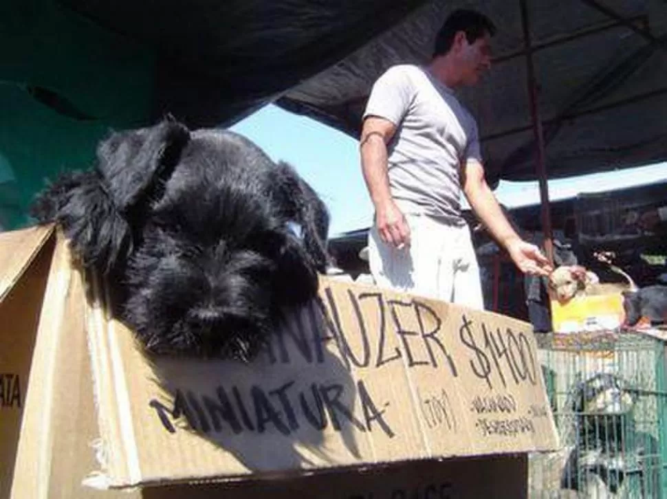 EN BUSCA DE LA PROHIBICIÓN. En Buenos Aires quieren evitar situaciones como esta: la exhibición y la venta callejera de animales. 