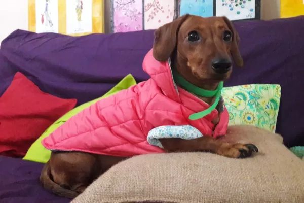 A la Cucha: tips para cuidar a tu mascota del frío