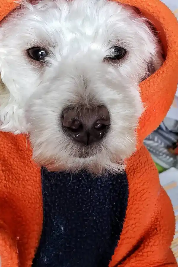 TIPS PARA CUIDAR A TU MASCOTA.