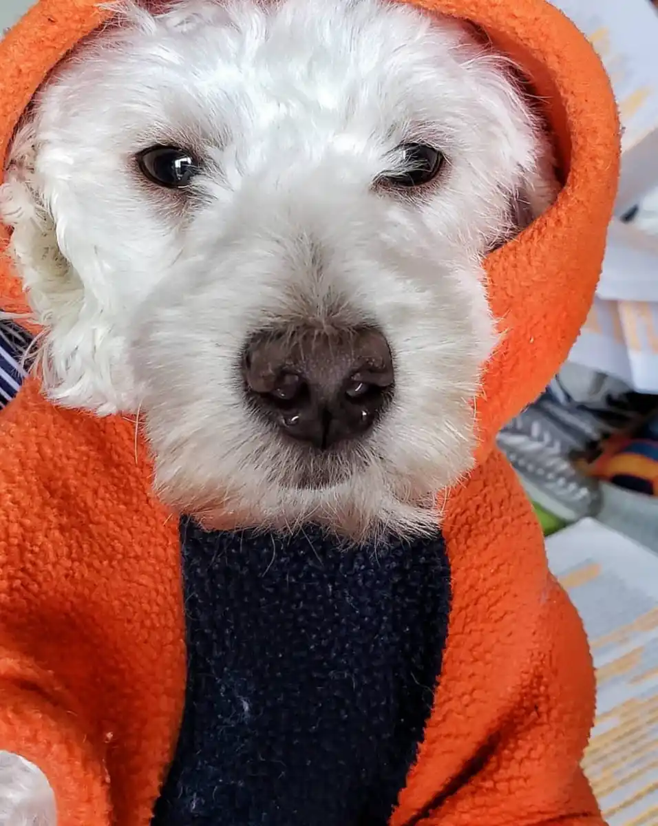 TIPS PARA CUIDAR A TU MASCOTA.