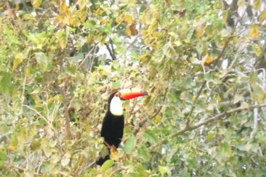 Logran fotografiar cuatro tucanes en la zona de Chuscha, en Trancas