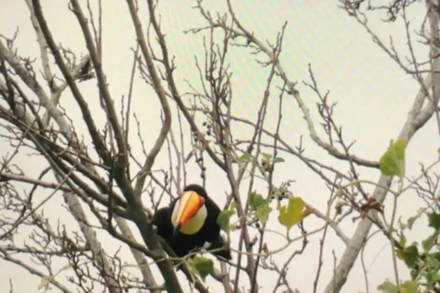 Logran fotografiar cuatro tucanes en la zona de Chuscha, en Trancas