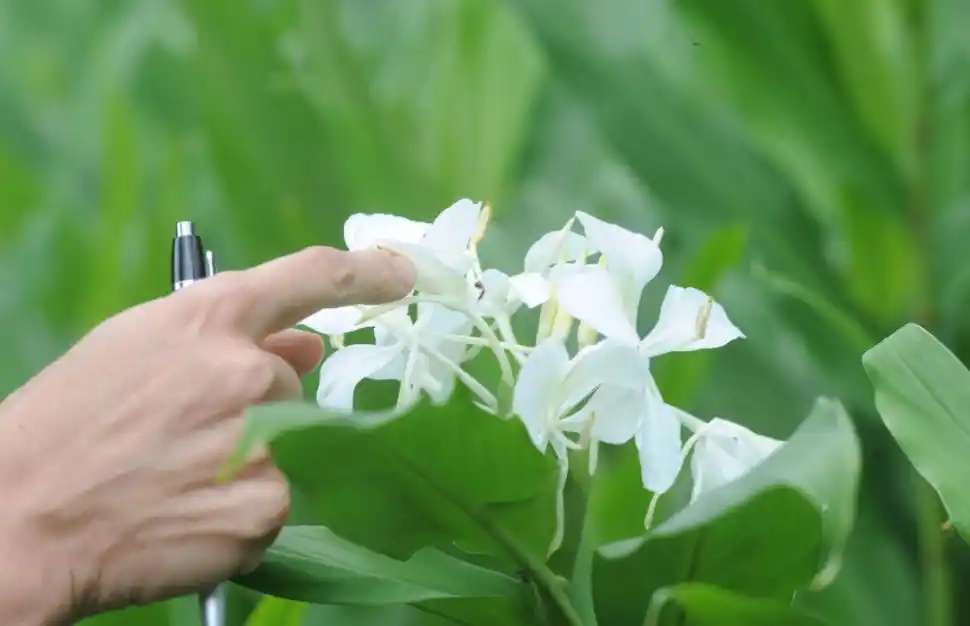 - APENAS VISIBLE. El dedo de Silvia indica dónde está la abeja realizando la polinización.-