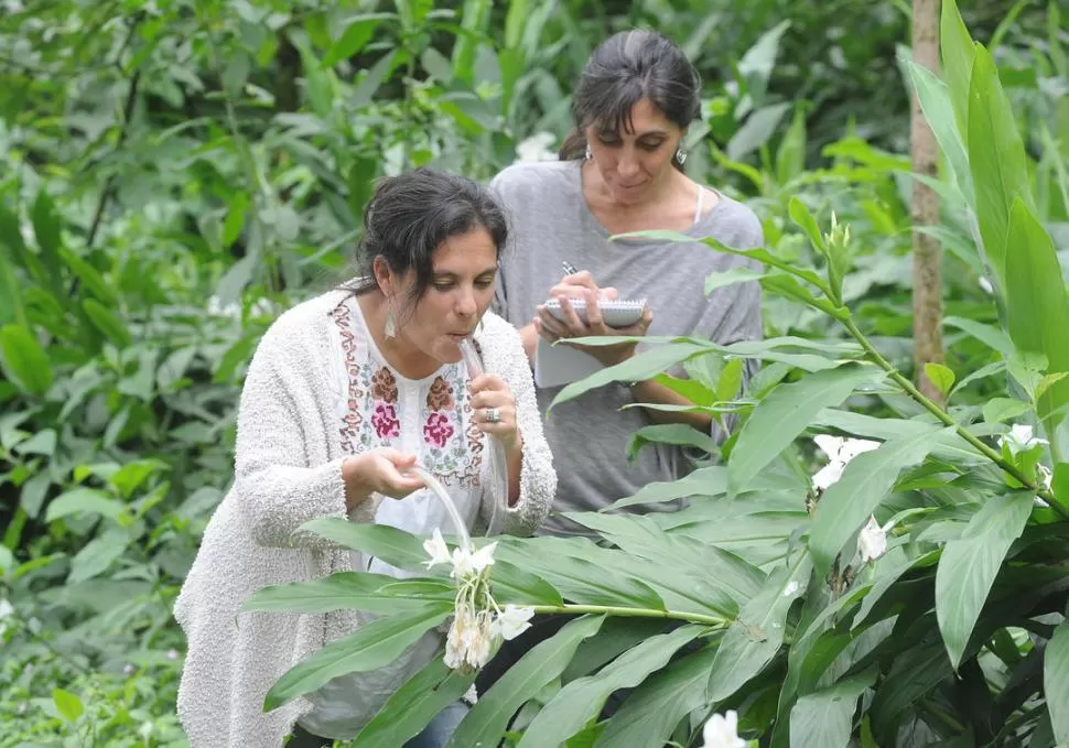 OBTENIENDO DATOS. Natacha recoge insectos de entre las flores de la achira mientras Silvia toma nota de las interacciones que observan. la gaceta / fotos de Antonio Ferroni