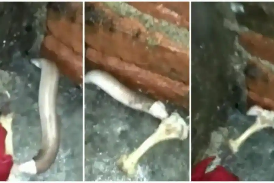 SE LLEVÓ EL HUESO. Una víbora apareció en el baño-calabozo.  