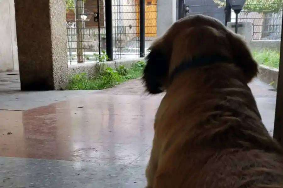 MORA, LA MODELO. Tener una mascota es responsabilizarte de una vida.