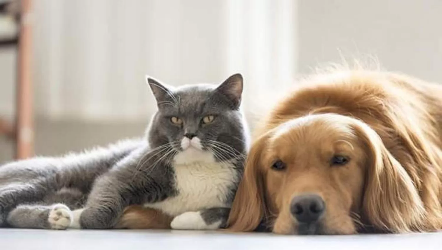 MASCOTAS. ¿Son más queridos los perros o los gatos?