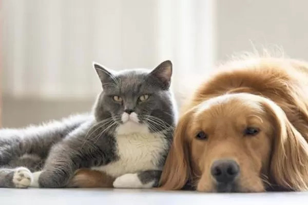 Los gatos podrían contraer coronavirus, mientras que los perros serían menos vulnerables