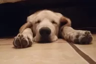 Desde que llega a casa: ¿qué vacunas le tenés que poner a tu mascota?