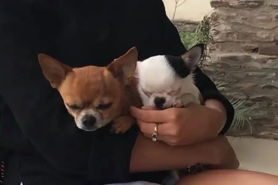 Desde que llega a casa: ¿qué vacunas le tenés que poner a tu mascota?