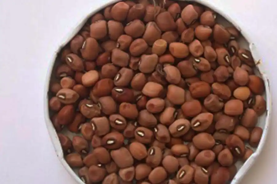 NOVEDAD. El “caupí” es otra oleaginosa que está en proceso de estudio.