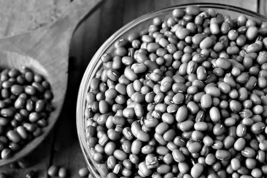 AVANZANDO. Los ensayos con “mungo” comenzaron hace cuatro años.