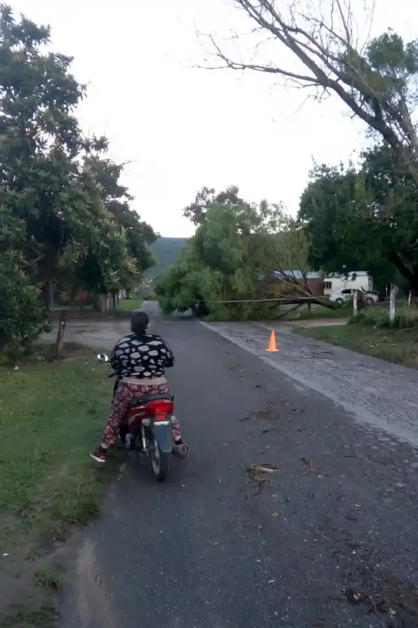 Un tornado provocó caída de árboles y voladura de techos en Rumi Punco