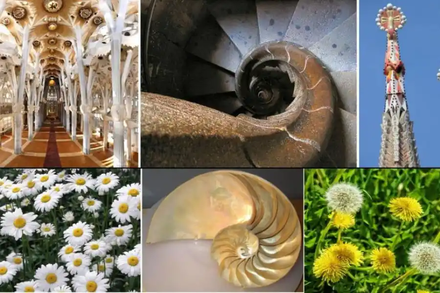 Aprender de la naturaleza a resolver problemas