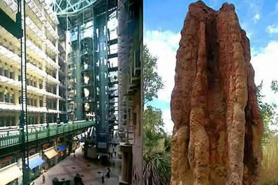 Aprender de la naturaleza a resolver problemas