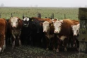 Está en vigencia el Nuevo Plan Nacional de  Control y Erradicación de Brucelosis Bovina