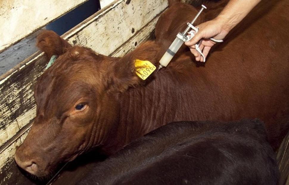 CAMPAÑA. Se utilizan anualmente 7,5 millones de dosis para cubrir las demandas de los establecimientos rurales. SENASA