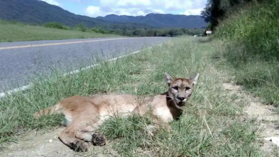 HERIDA. El martes, la puma quedó golpeada al costado de la ruta 341. 