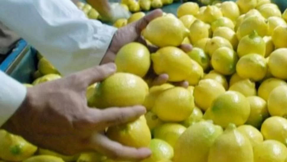 ESTRATEGIA PRINCIPAL. Acnoa, All Lemon y Afinoa trabajan intensamente para garantizar que sea de excelente calidad el limón comercializado. LA GACETA
