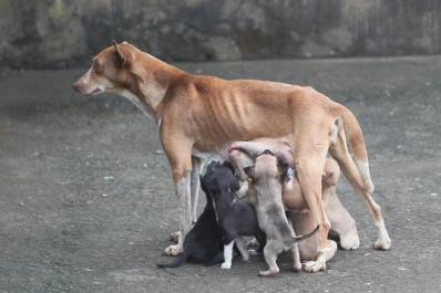 Castración masiva: la mejor forma de erradicar la sobrepoblación de animales callejeros