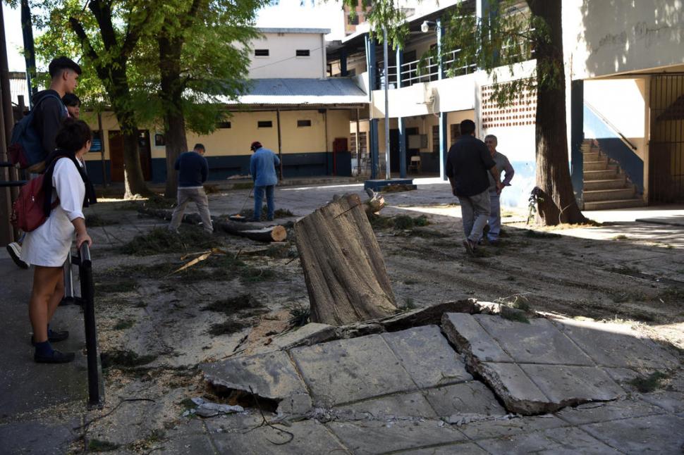 PATIO DESTRUIDO. Las raíces del árbol levantaron las baldosas.