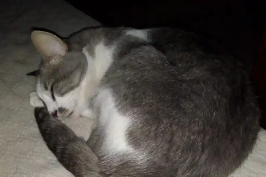 GANDALF. Las fotos que nos comparte la gente.