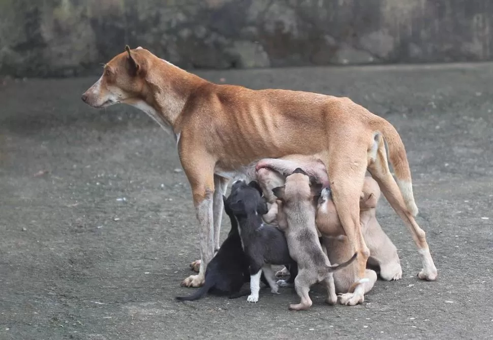 MULTIPLICACIÓN GEOMÉTRICA. Una perra y sus descendientes, en siete años, generan unos 5.400 cachorros. 