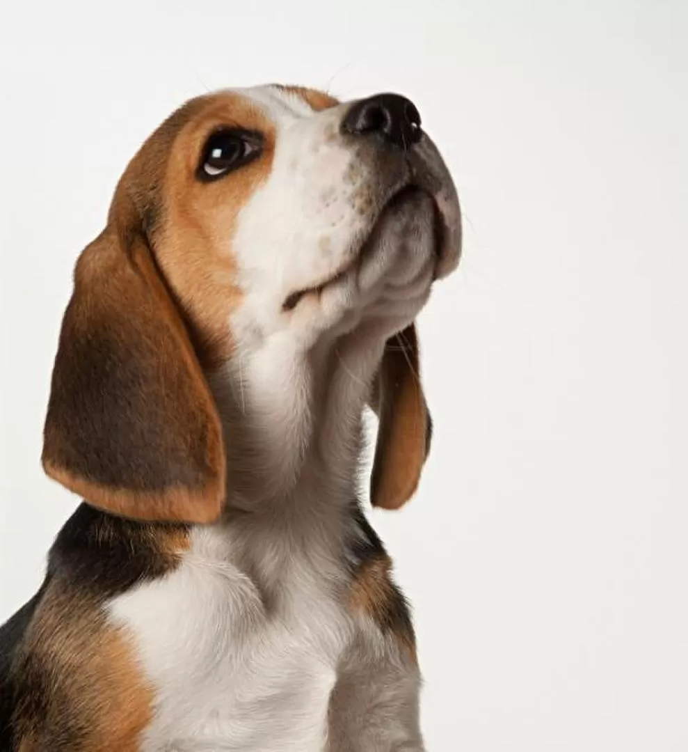 APLICACIÓN EN MEDICINA. El olfato de los beagles es crucial. 