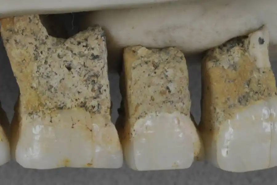 Descubren una nueva especie humana en Filipinas: Homo Luzonensis