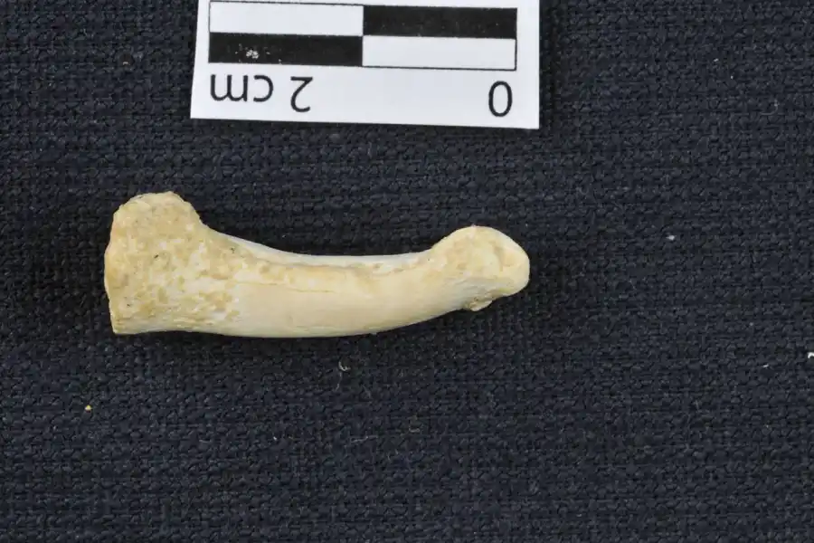 Descubren una nueva especie humana en Filipinas: Homo Luzonensis