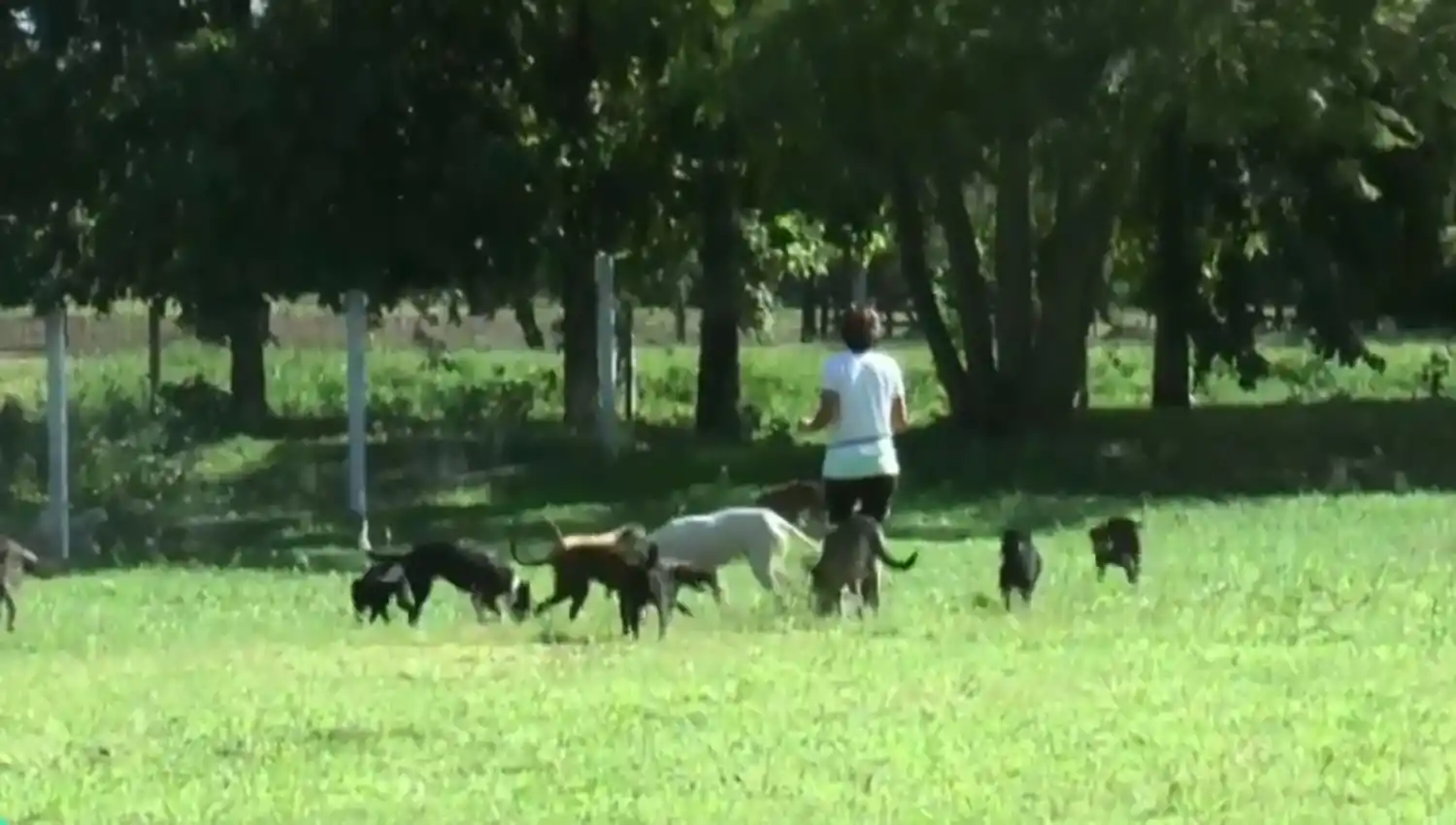 PENSIÓN. Para quedarse se necesita el carnet de vacunación al día y buen comportamiento.