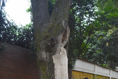 Insólito: rellenaron un árbol con cemento
