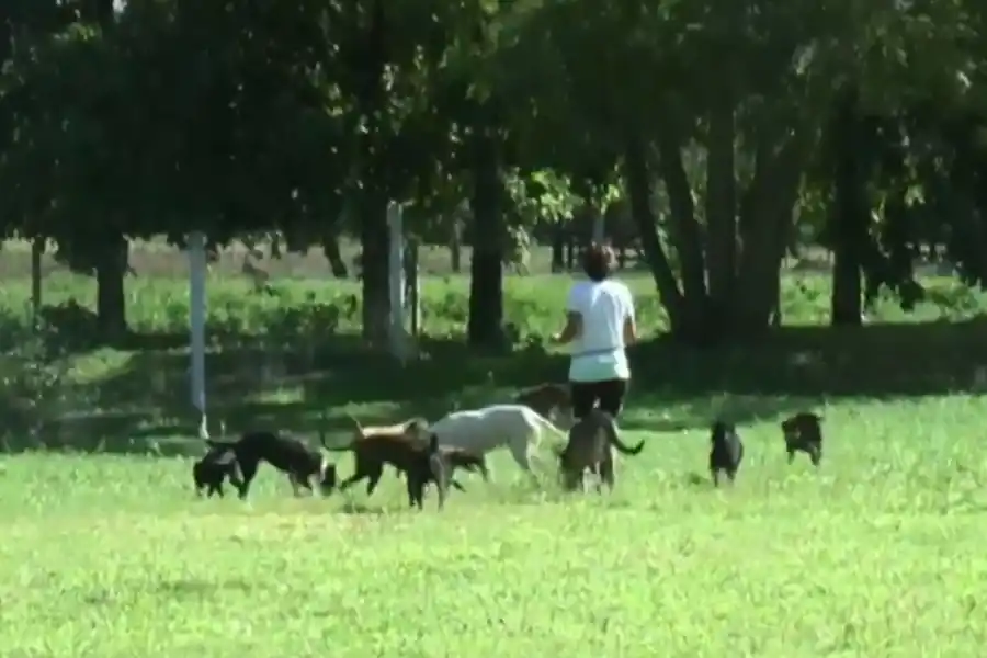 PENSIÓN. Para quedarse se necesita el carnet de vacunación al día y buen comportamiento.