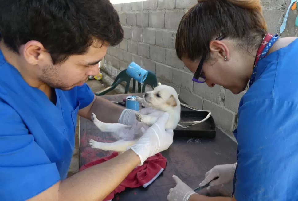 OPERATIVO EN LA MADRID. Los veterinarios del RUM recorren casa por casa asistiendo a los animales. LA GACETA / FOTO DE OSVALDO RIPOLL.-