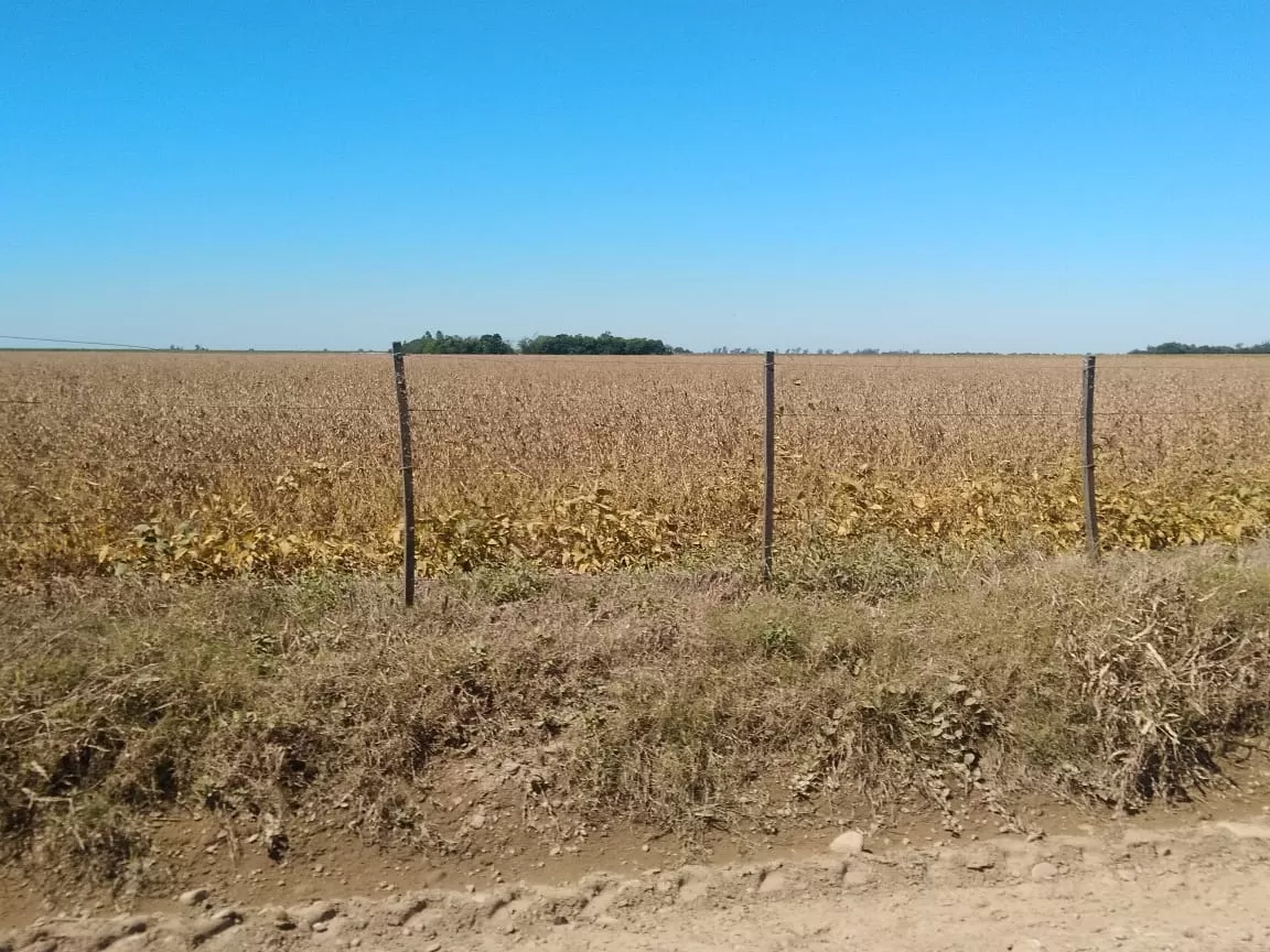 EN EL CAMPO. Los cultivos de soja esperan que lleguen las trilladoras. LA GACETA