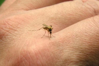 ¿Cómo huelen los mosquitos el sudor humano?