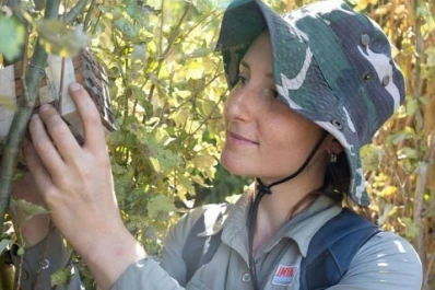 Descubren un nido de abejas construido con bolsas de plástico