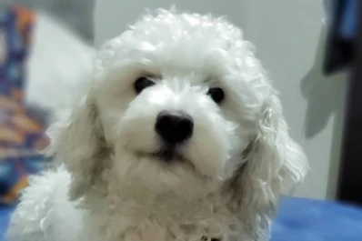 ¡A darle mimos! Se viene un desfile de mascotas para celebrar el Día del Animal