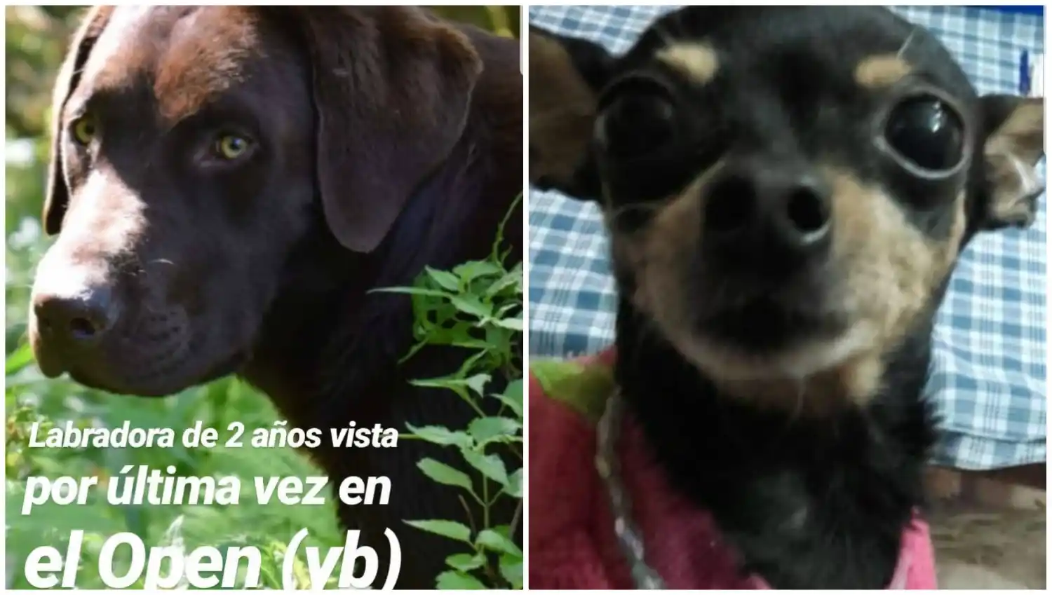 PERDIDAS. Lea (labradora) y Chiquita (mini pinscher).