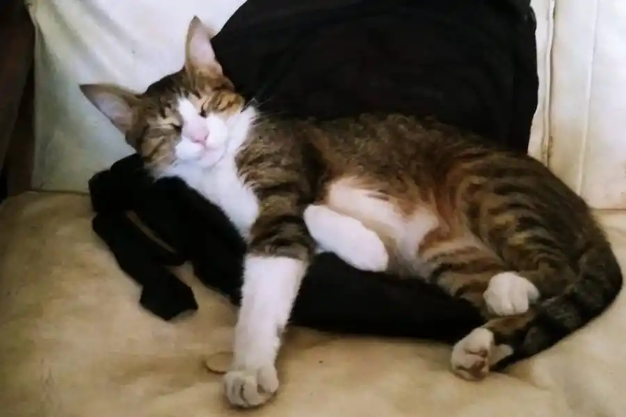 A la Cucha: de qué se trata la adopción responsable de animales