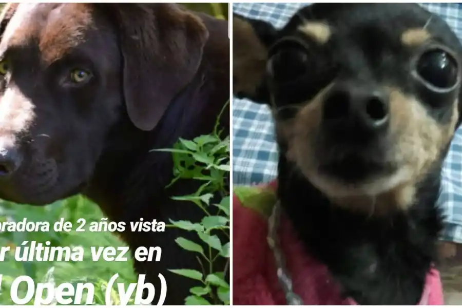 PERDIDAS. Lea (labradora) y Chiquita (mini pinscher).