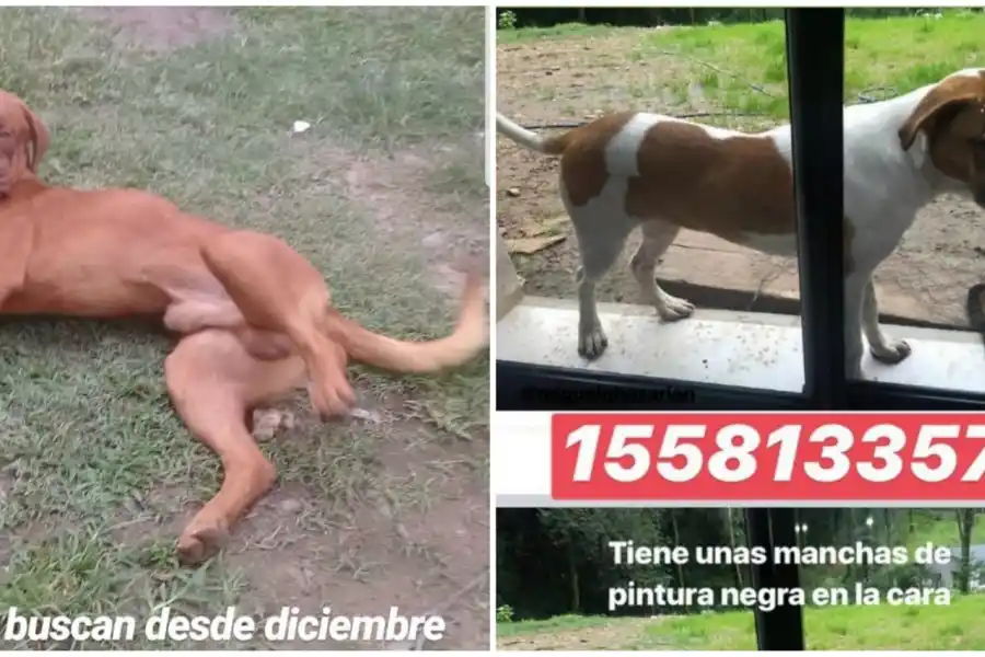 PERDIDOS. Beethoven (dogo) y Pampa.