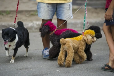 ¿Por qué se celebra hoy el Día del Animal?