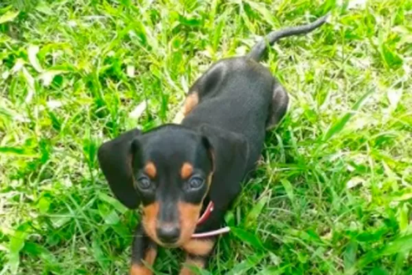 Día del animal: las actividades que se desarrollarán en la provincia