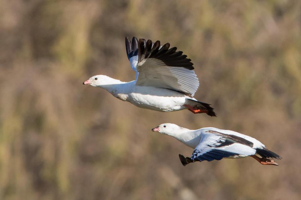 GUAYATAS. Son aves migratorias. Bajan en invierno. foto de Michael y Paula Webster