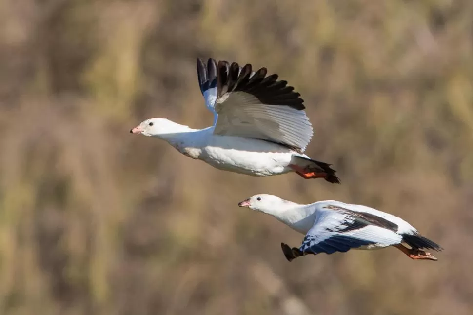 GUAYATAS. Son aves migratorias. Bajan en invierno. foto de Michael y Paula Webster