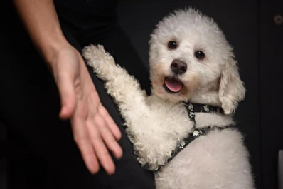 ¿Cuáles son los desafíos para tratar mejor a los animales?