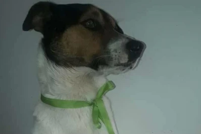 Un perro defendió a un joven en un asalto, pero murió baleado