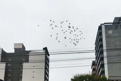 ¿Que son las aves que vuelan todos los días en Barrio Norte?