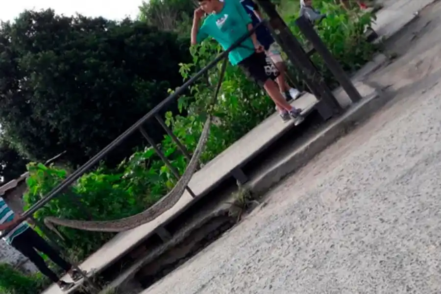 Encontraron una víbora de casi tres metros en Tafí Viejo